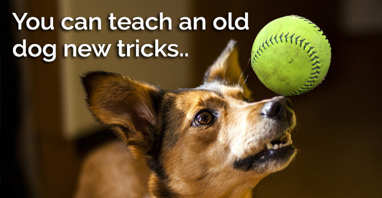 Dog balancing a ball on its nose with text saying you can teach an old dog new tricks- SEM
