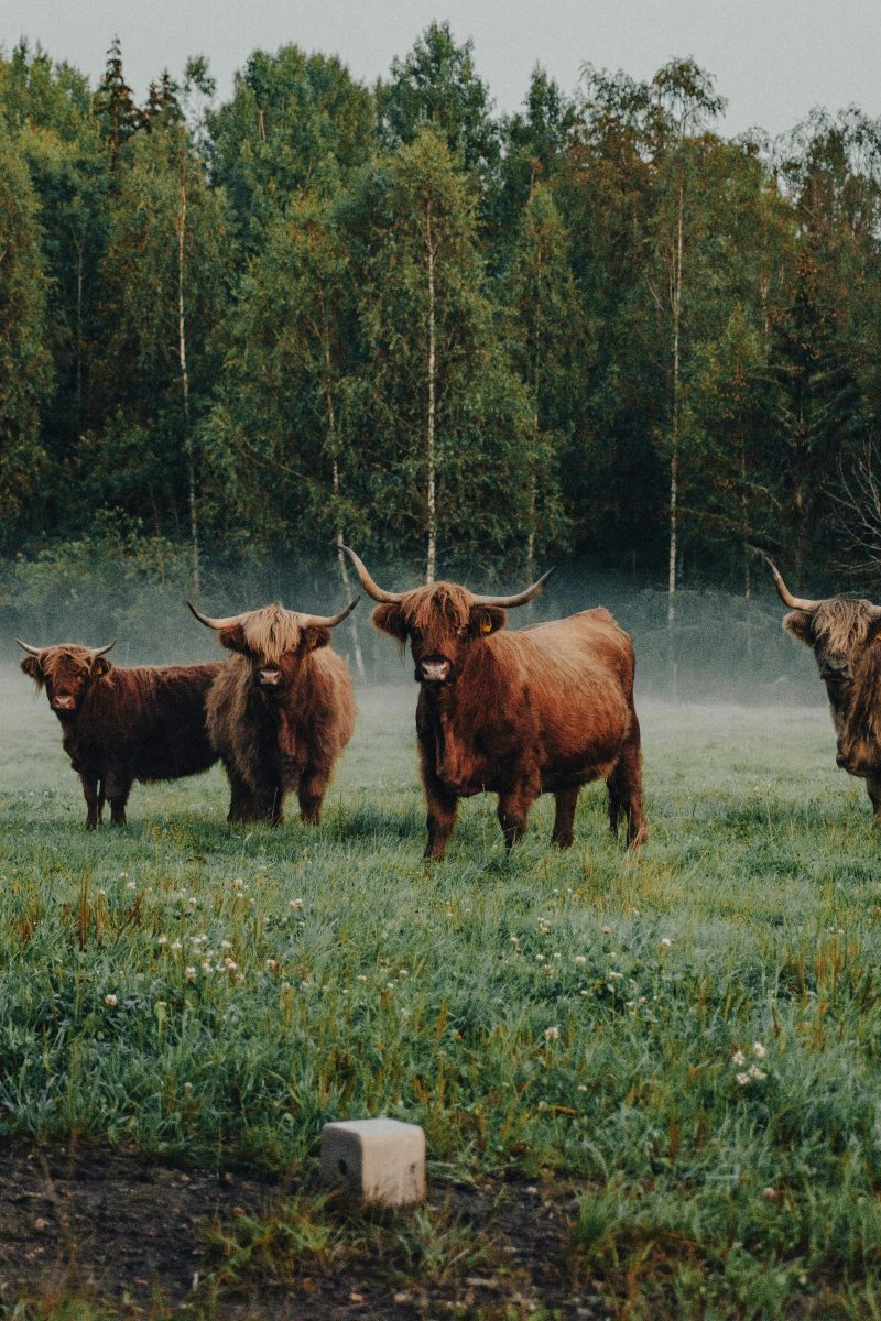 Highland Cows