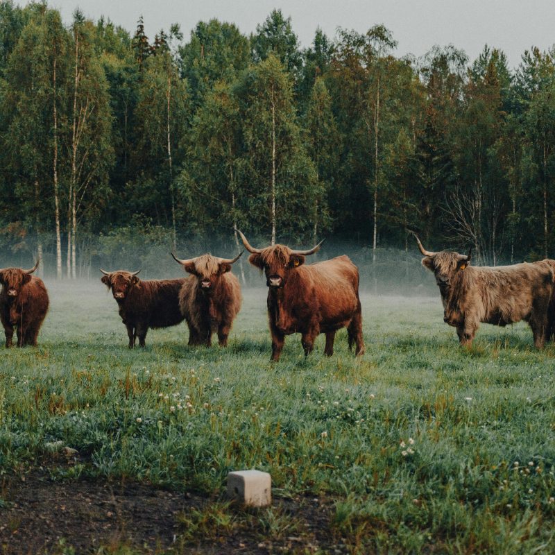Highland Cows