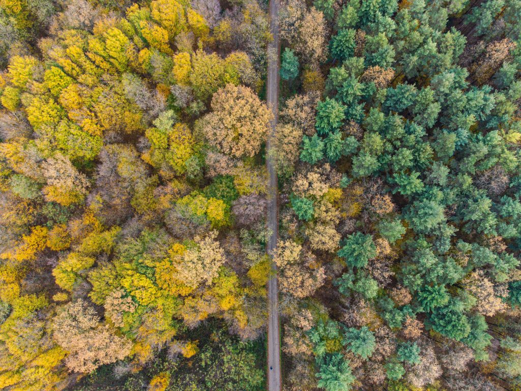 Trees from above in two shades of green